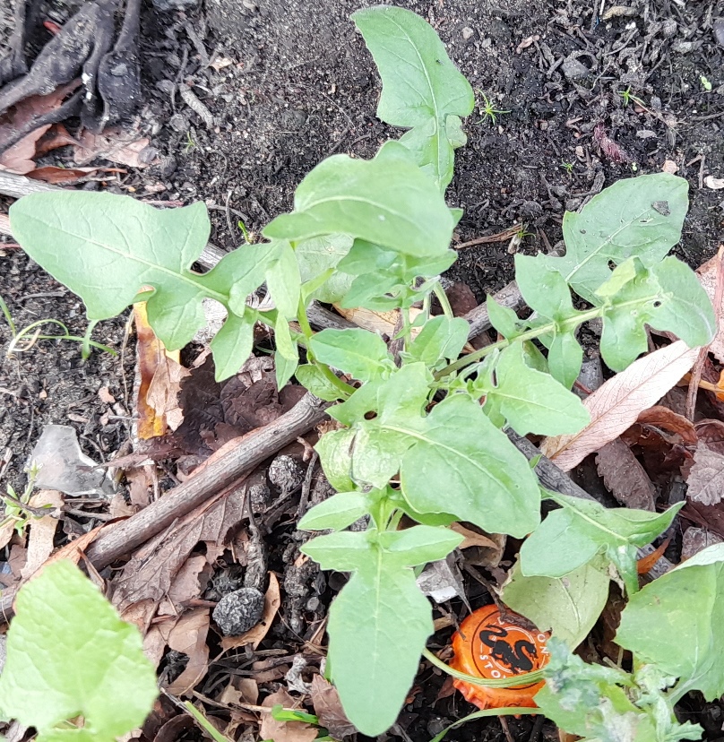 eastern rocket possibly