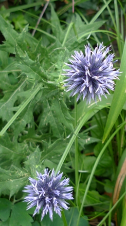 echinops