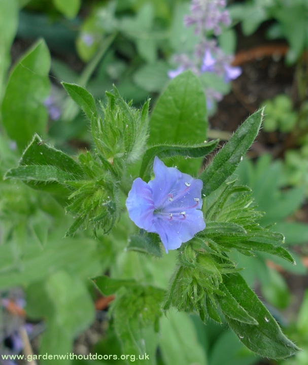 echium Blue Bedder