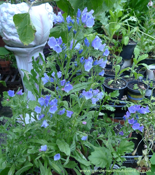 echium Blue Bedder