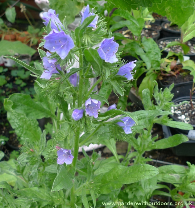 echium Blue Bedder