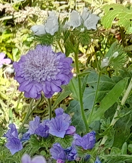 echium Blue Bedder white mariposa scabiosa