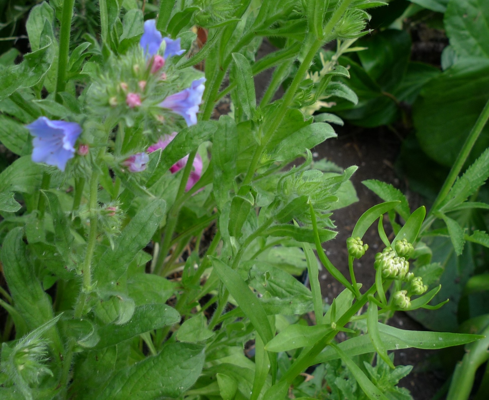 echium Blue Bedder