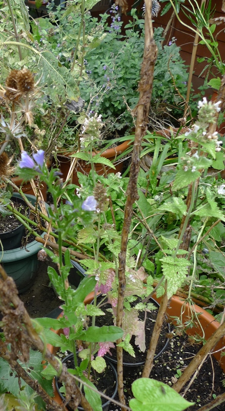 echium blue bedder