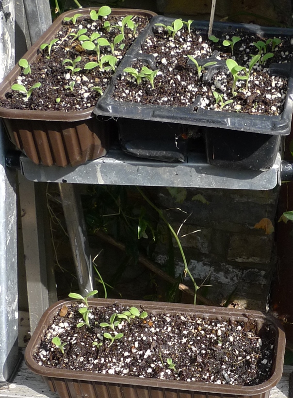 echium Blue Bedder seedlings