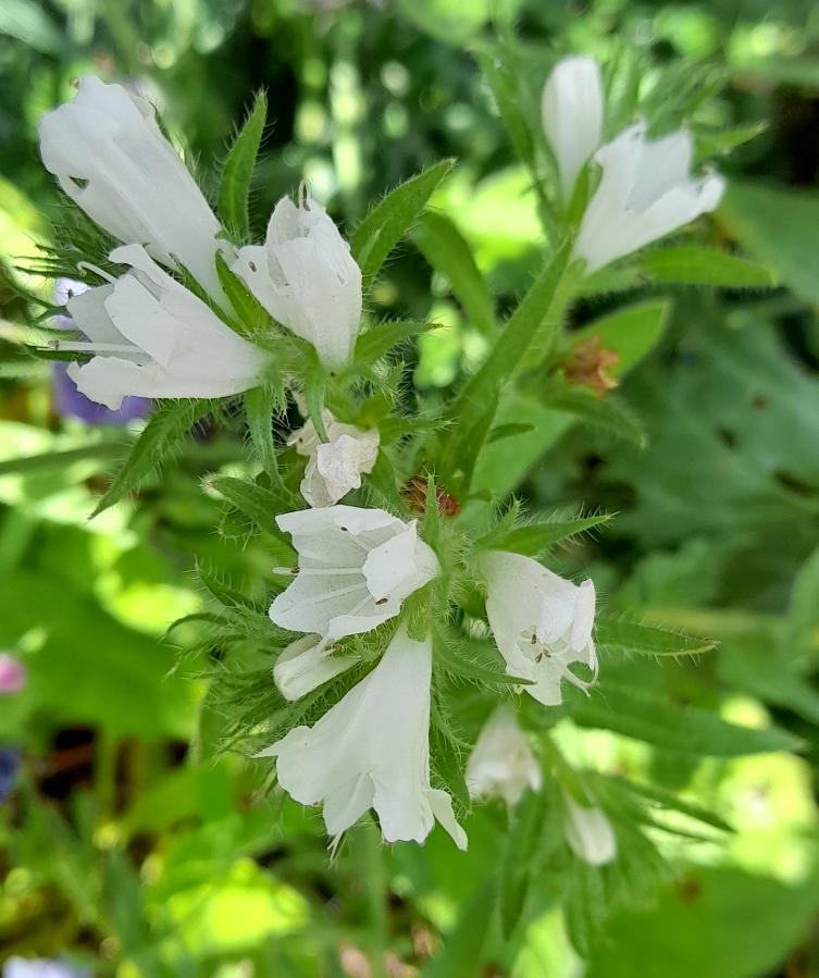 echium blue bedder white