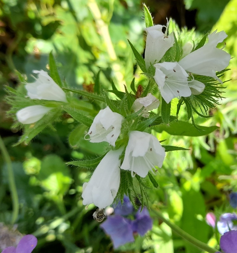 echium Blue Bedder white