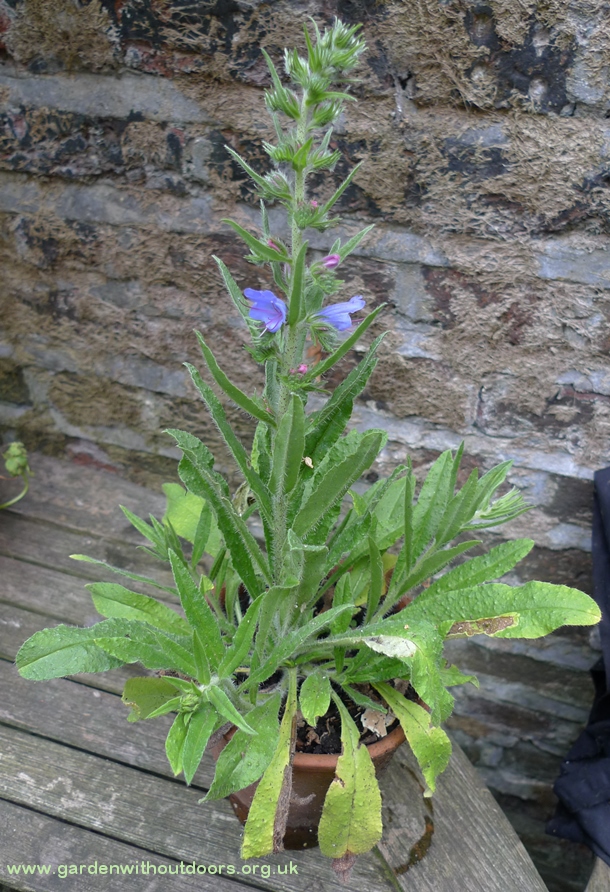 echium vulgare viper's bugloss