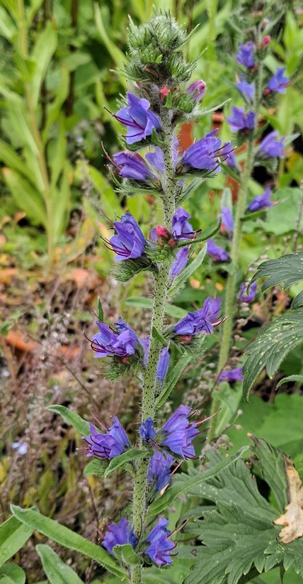 echium vulgare