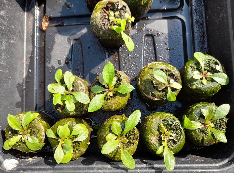 echium vulgare seedlings