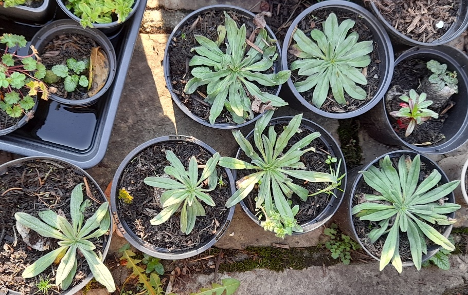 echium seedlings