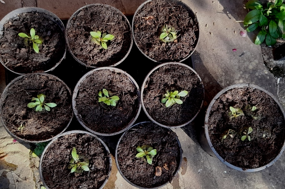 echium vulgare seedlings