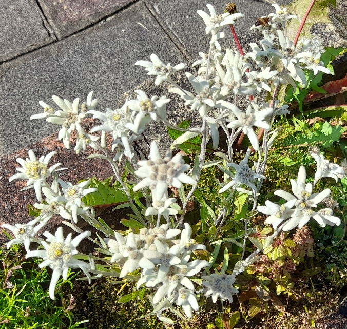 edelweiss bee