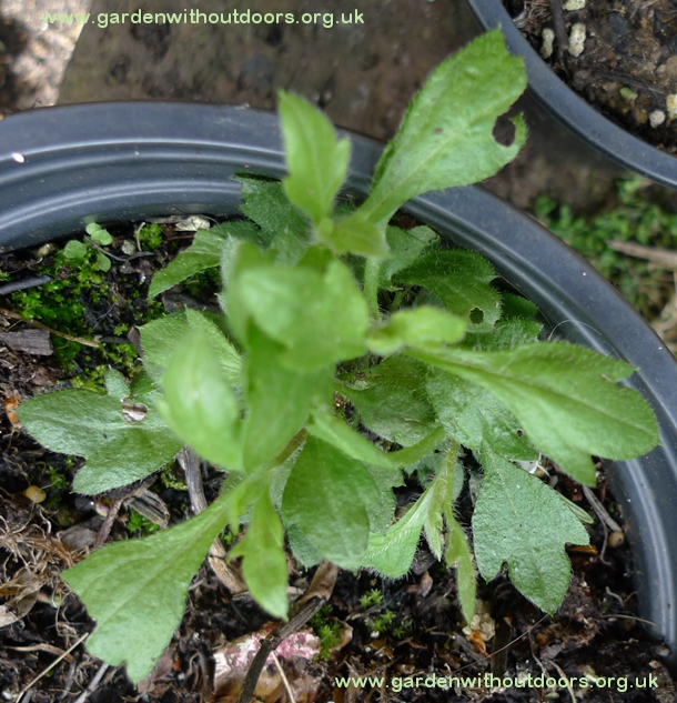 erigeron karvinskianus