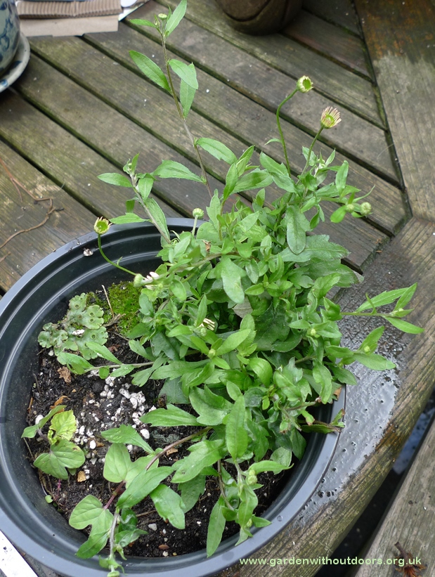 erigeron karvinskianus