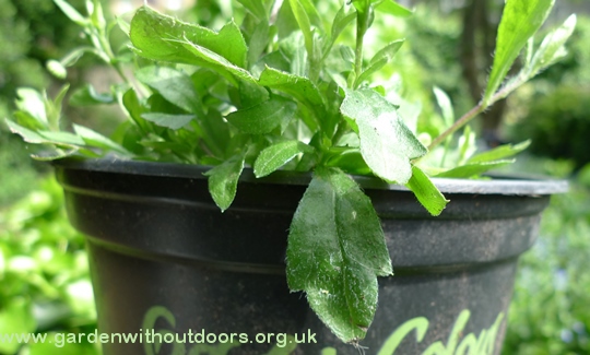 erigeron karvinskianus