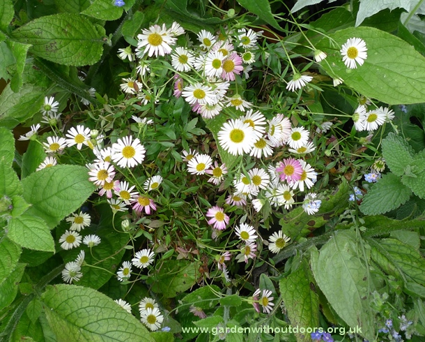 erigeron karvinskianus