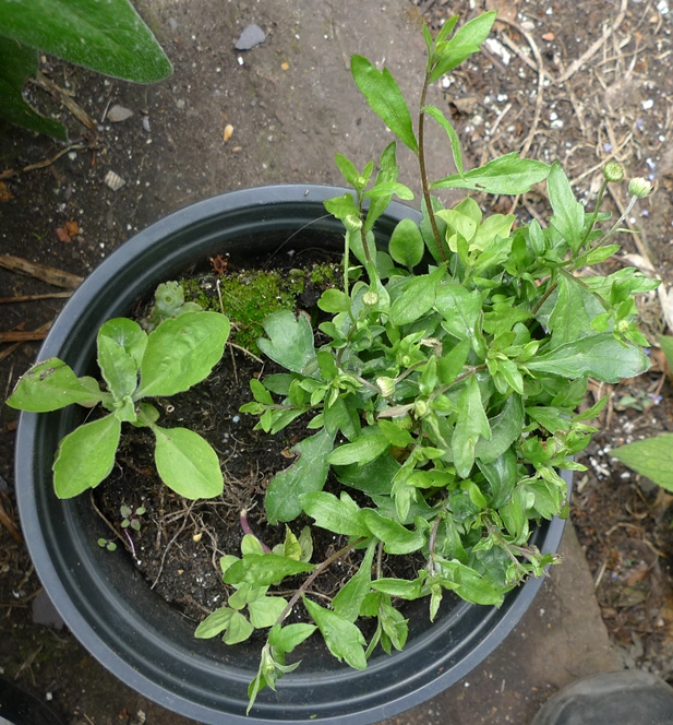 erigeron karvinskianus horseweed