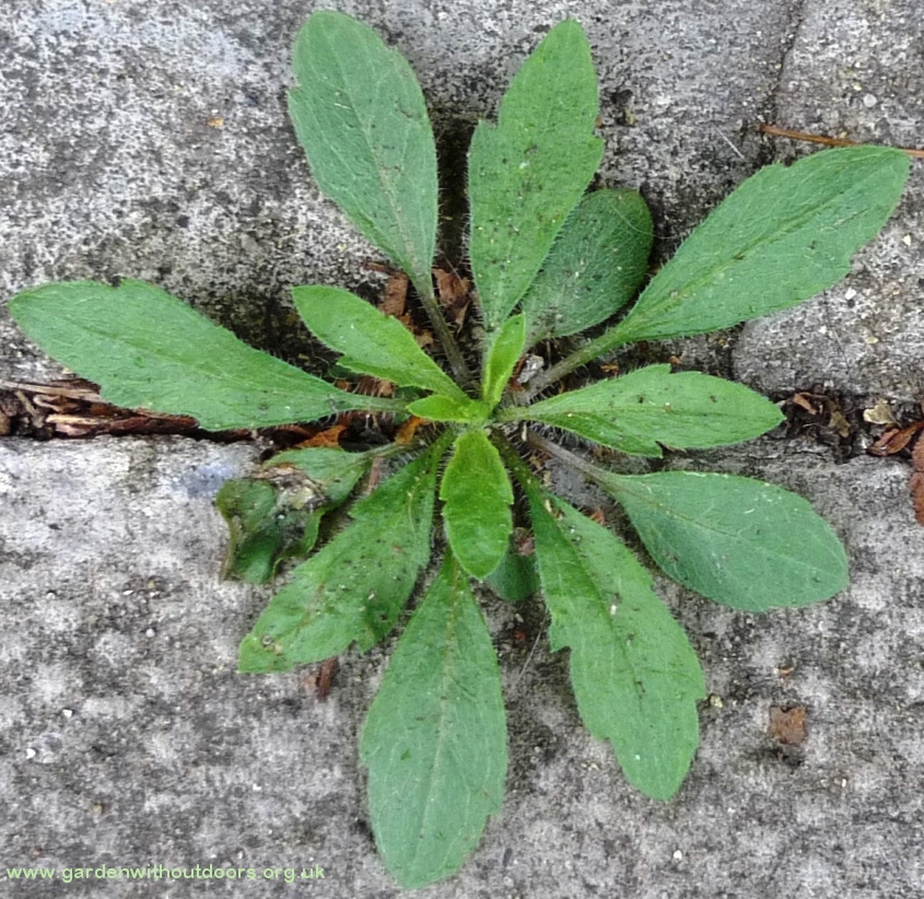 horseweed erigeron canadensis