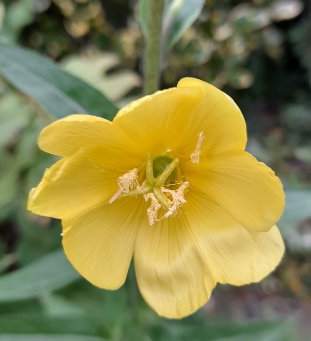 evening primrose