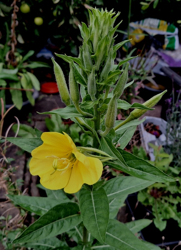 evening primrose