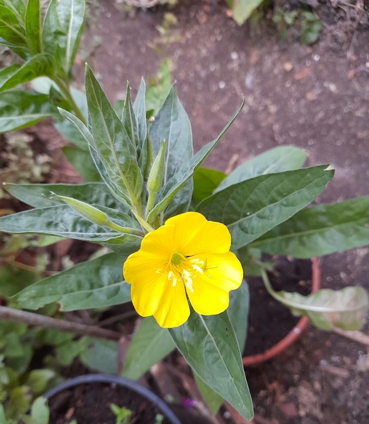 evening primrose