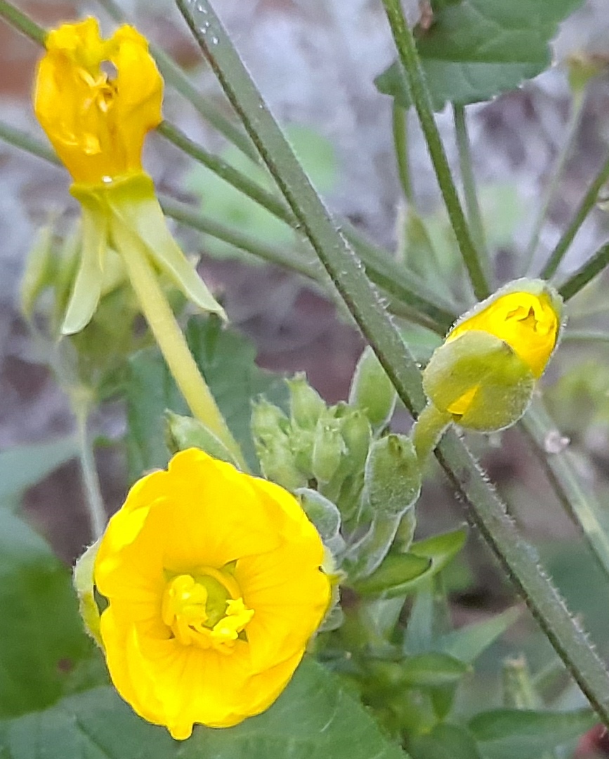 evening primrose