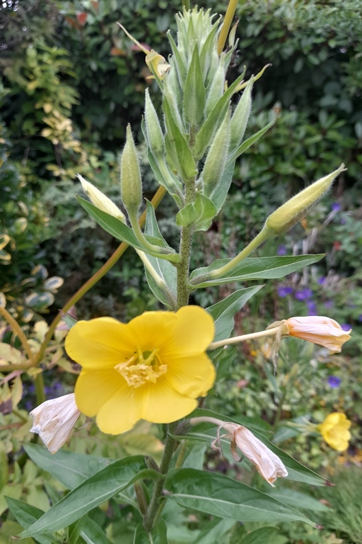 evening primrose