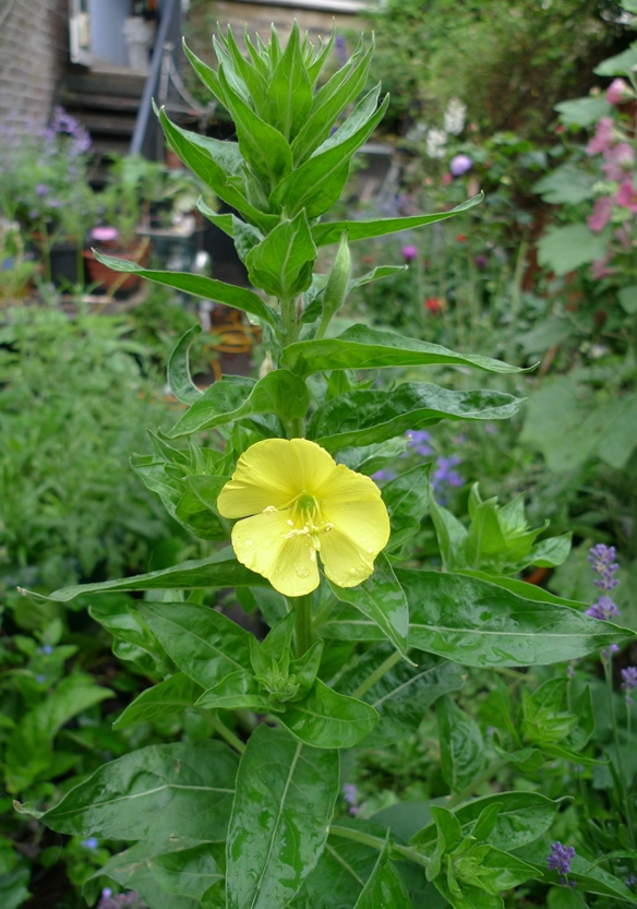 evening primrose