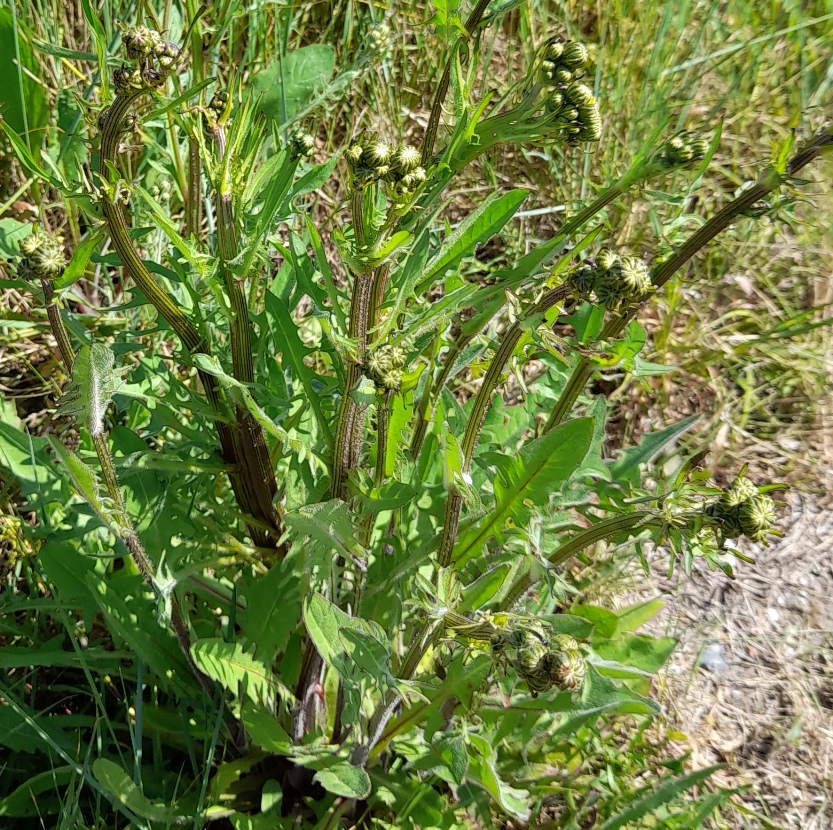 fasciated crepis vesicaria