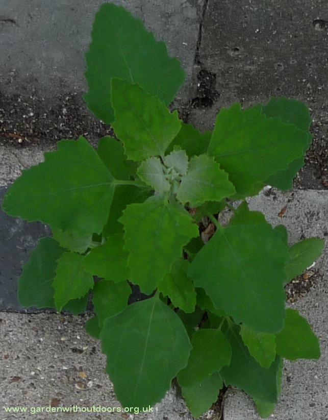fat hen Chenopodicum album