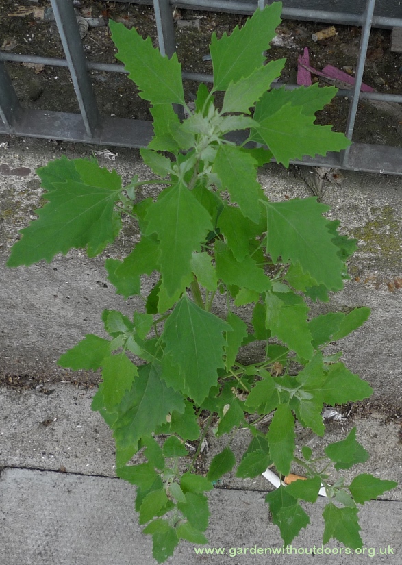 fat hen chenopodium album