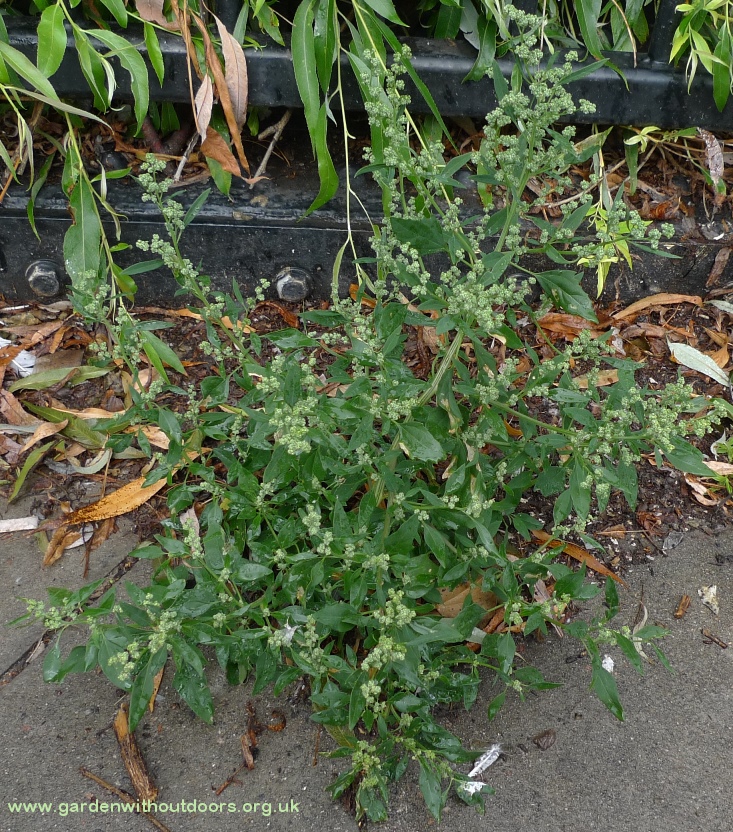 fat hen chenopodium album