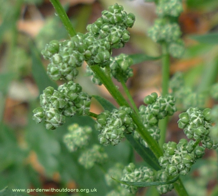 fat hen chenopodium album