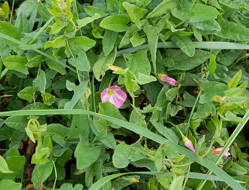 field bindweed