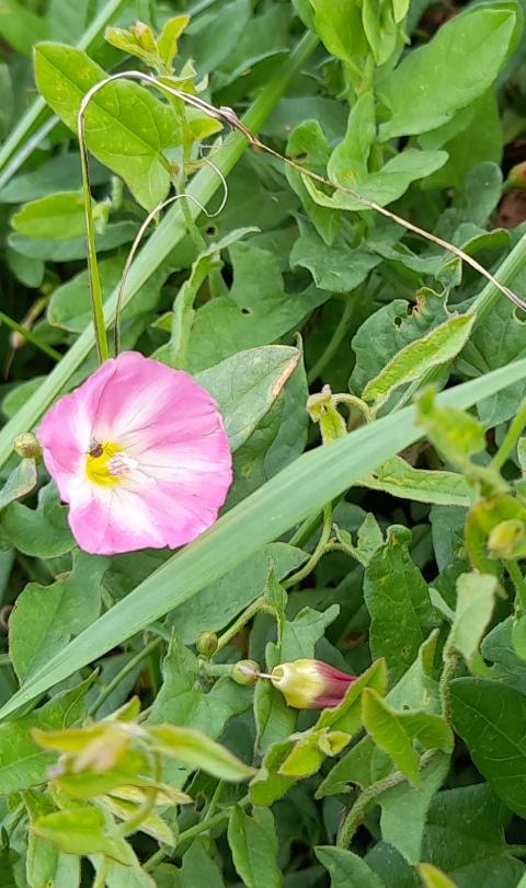 field bindweed