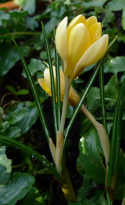 yellow crocus