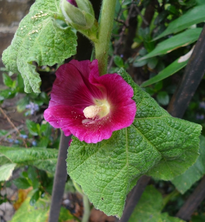 hollyhock
