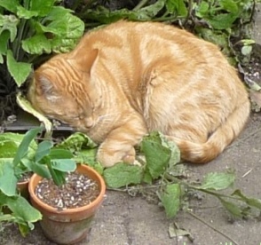 flowerpot for a pillow