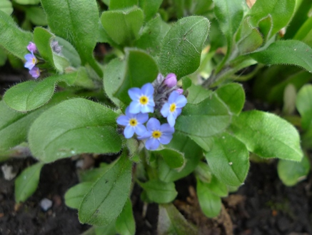 forget-me-not