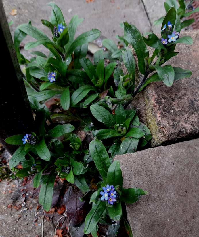 forget-me-nots