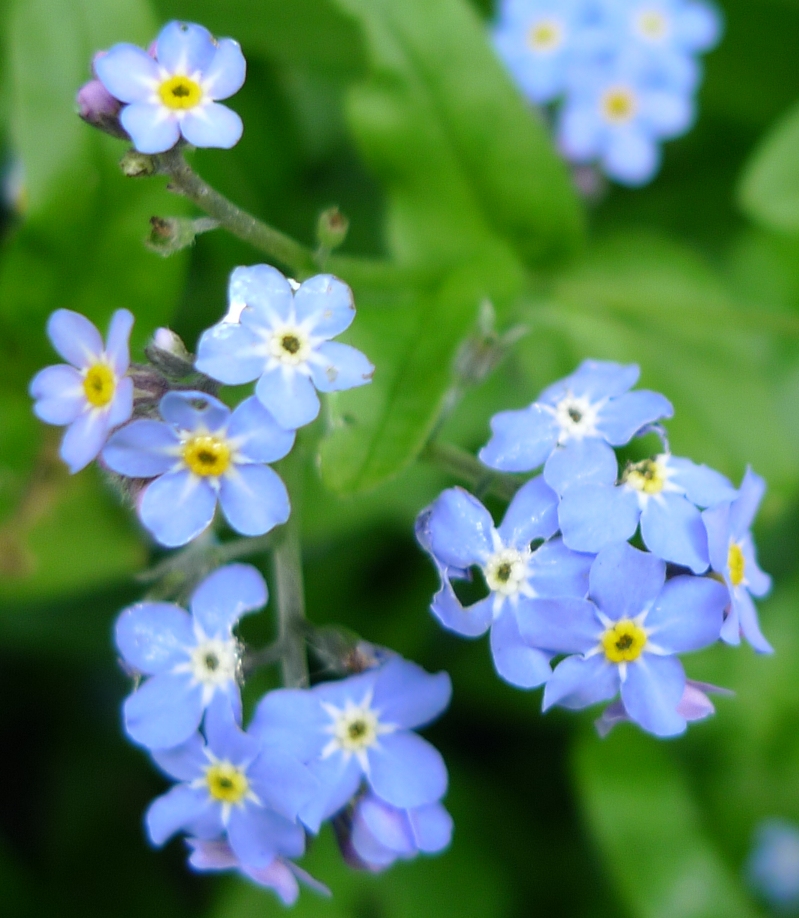 forget-me-not