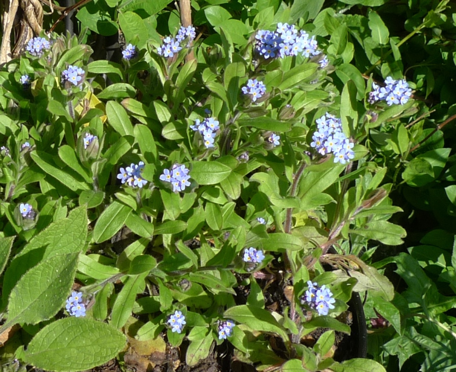 forget-me-not