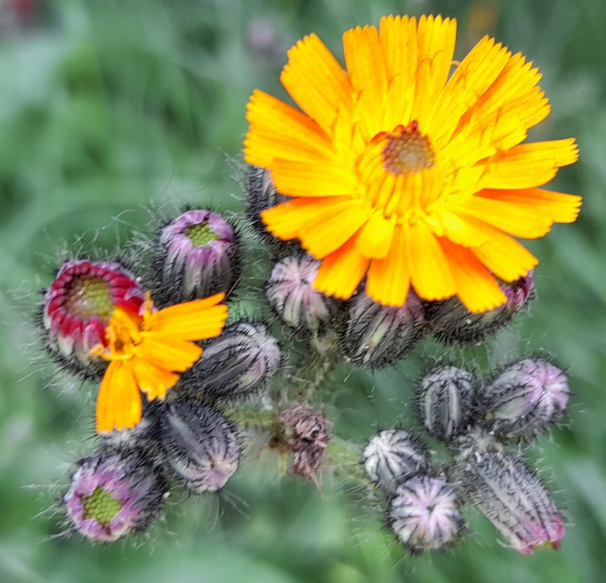 fox-and-cubs Pilosella aurantica
