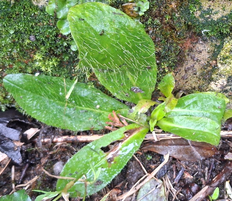 fox-and-cubs rosette