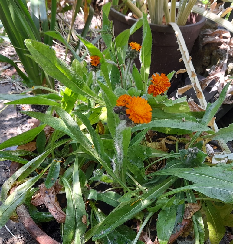 fox-and-cubs