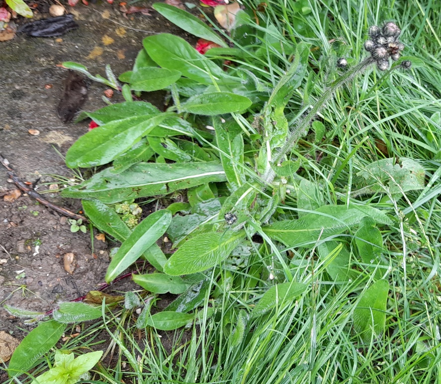 fox-and-cubs Pilosella aurantiaca