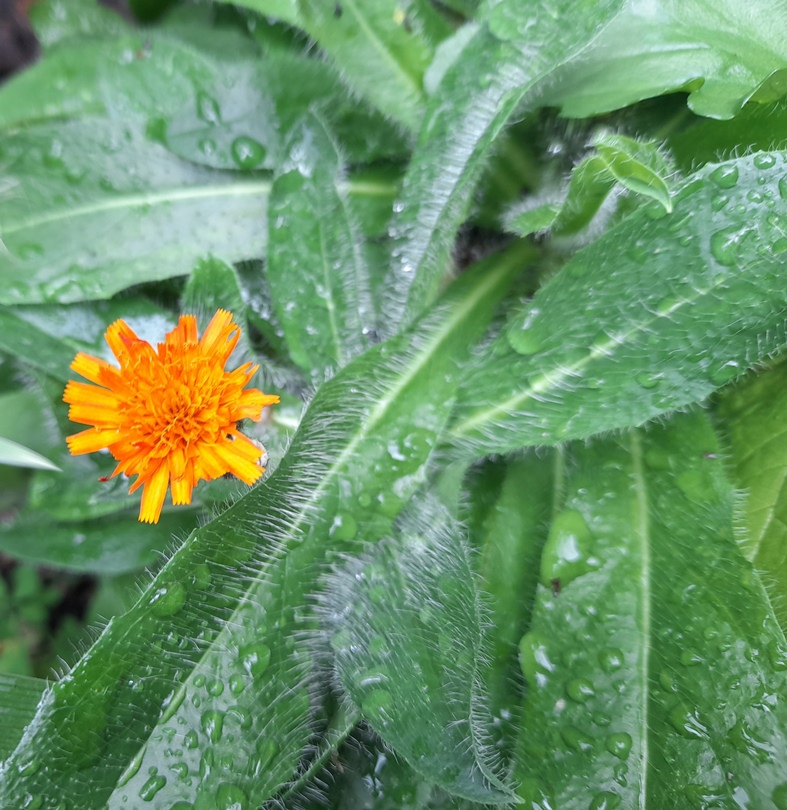 fox-and-cubs Pilosella aurantica