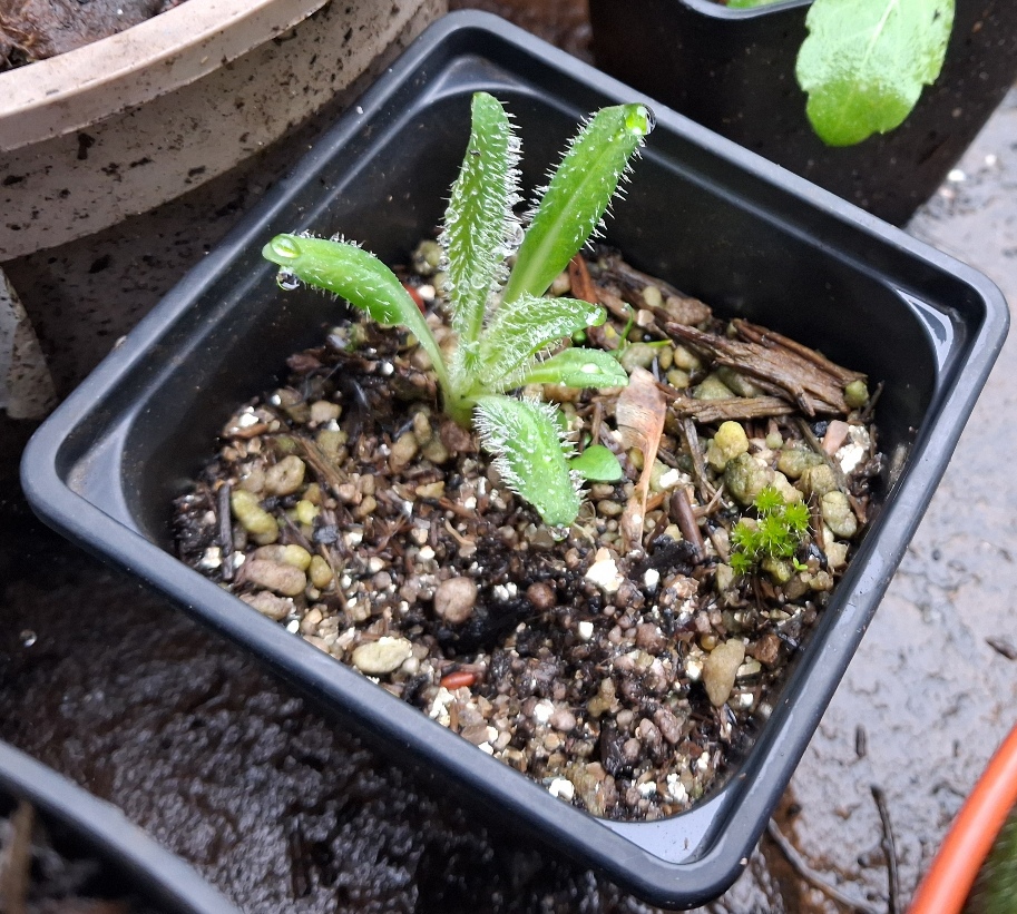 fox-and-cubs seedling