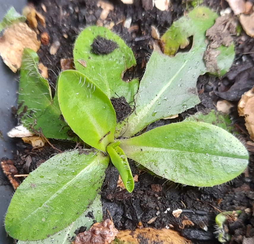 fox-and-cubs rosette